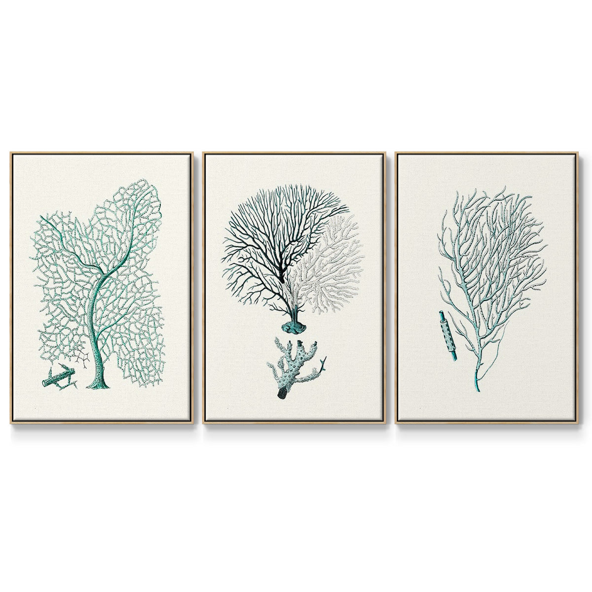 Antique Coastal Coral I - Floater Framed Canvas Set