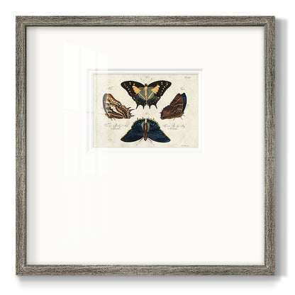 Crackled Butterflies IV Premium Framed Print Double Matboard