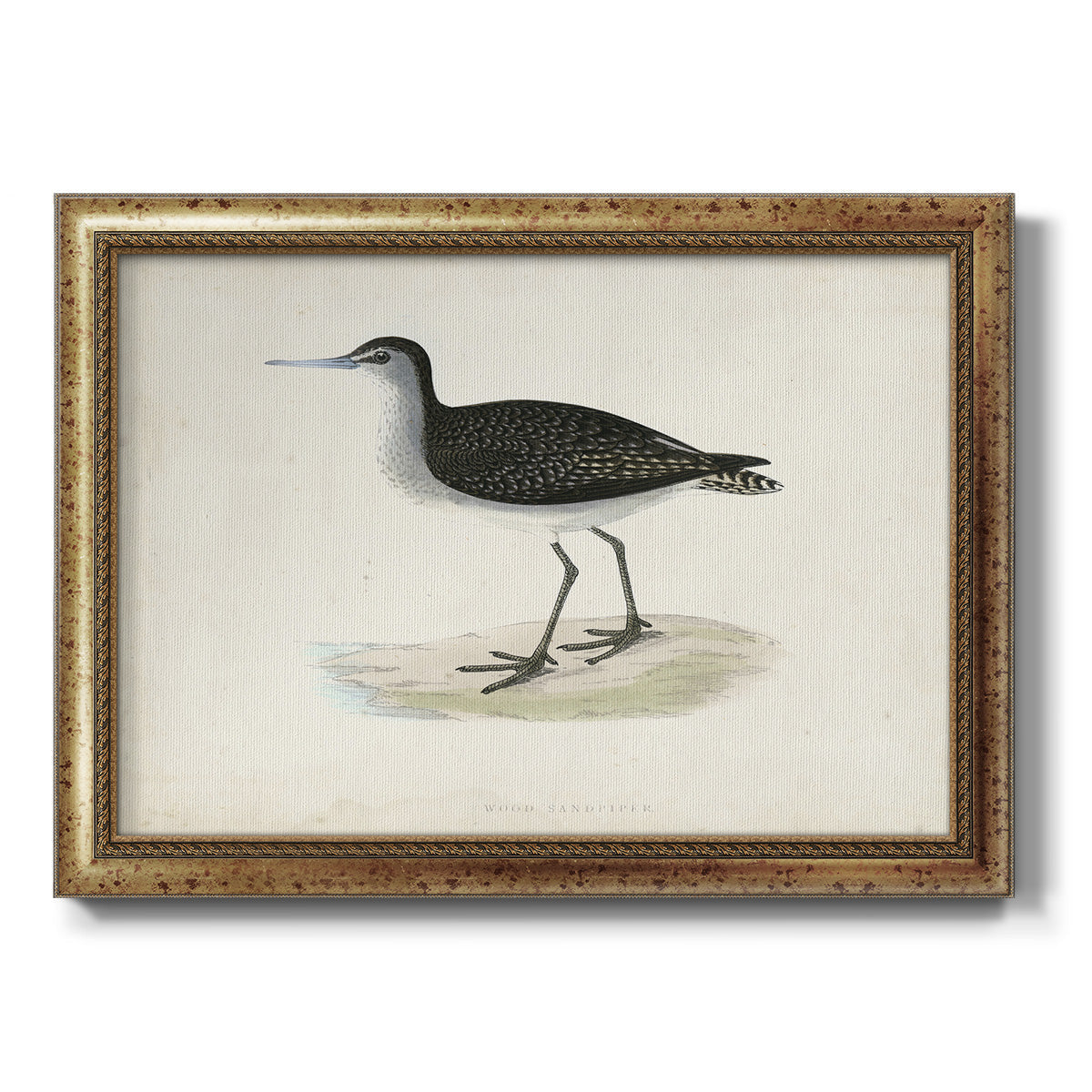 Morris Sandpipers VIII Premium Framed Canvas- Ready to Hang