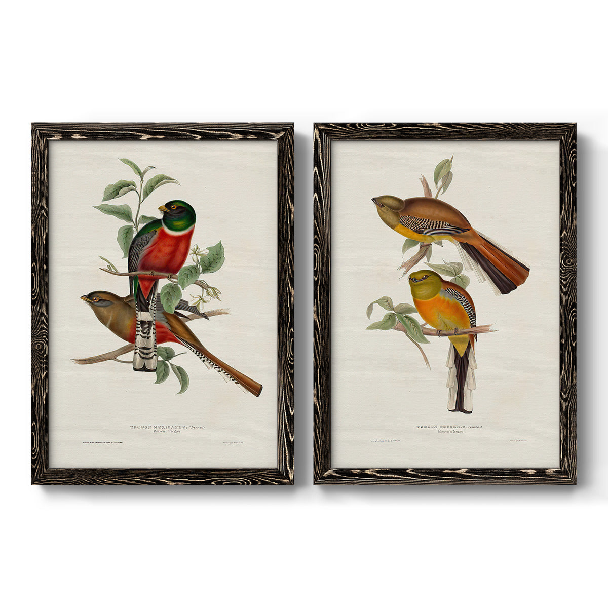 Elegant Trogons I - Premium Framed Canvas 2 Piece Set - Ready to Hang