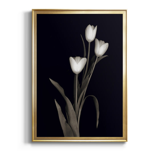 Tulip Pose I - Modern Framed Canvas Print