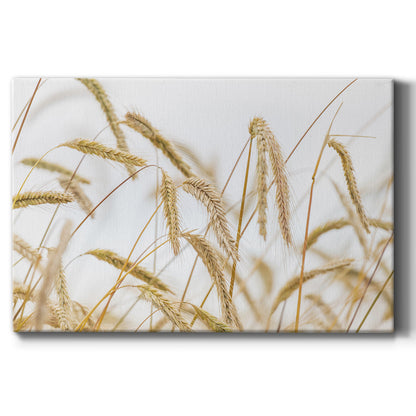 Wheat - Canvas Art Print