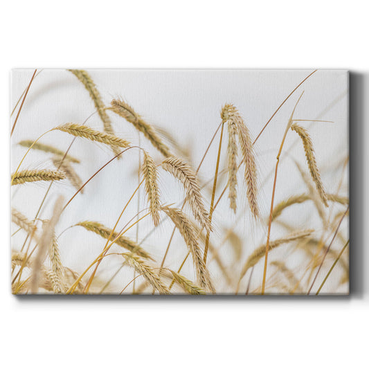 Wheat Premium Gallery Wrapped Canvas - Ready to Hang