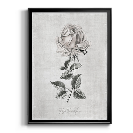 Vintage Botanical II - Modern Framed Canvas Print
