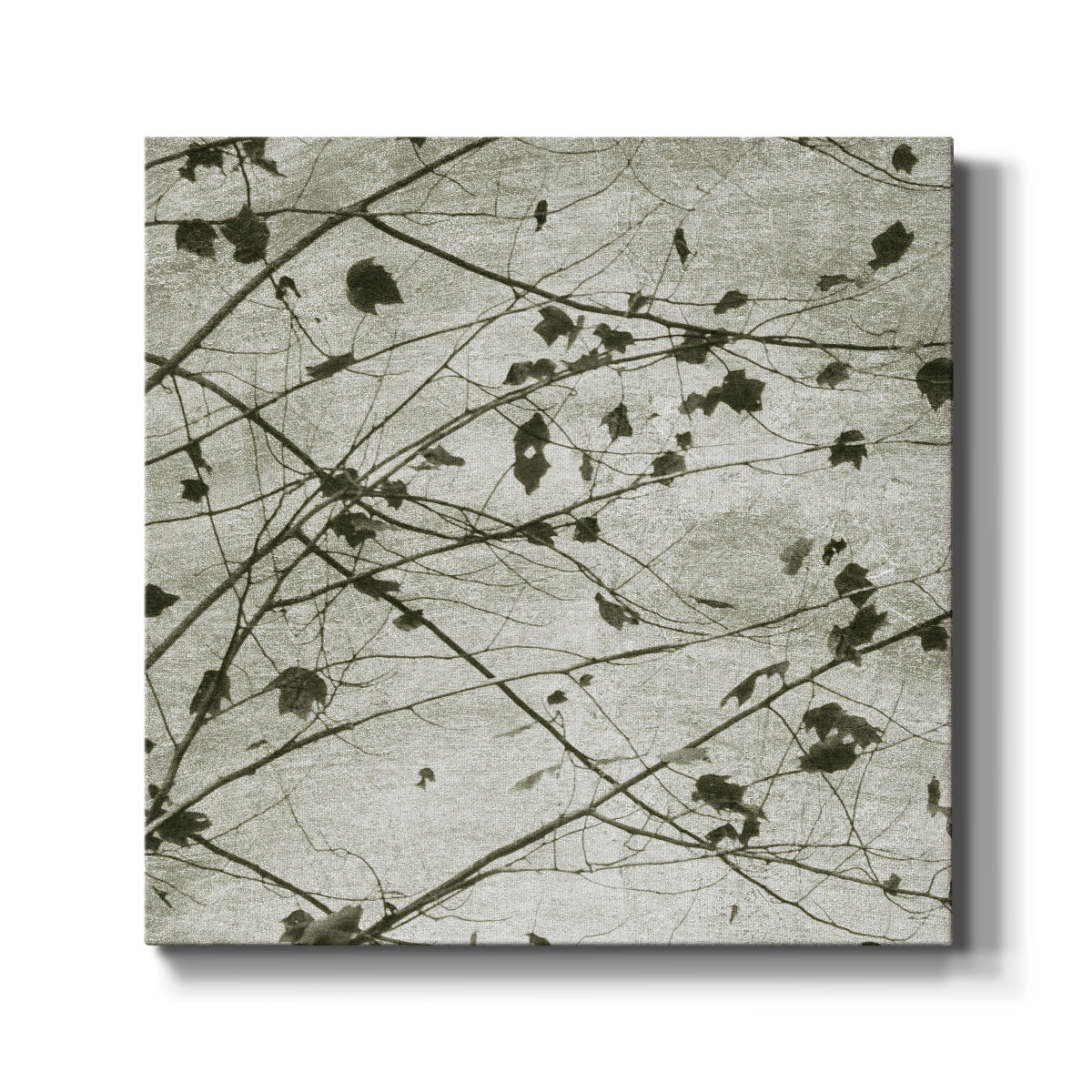 Laced Sky I - Canvas Art Print