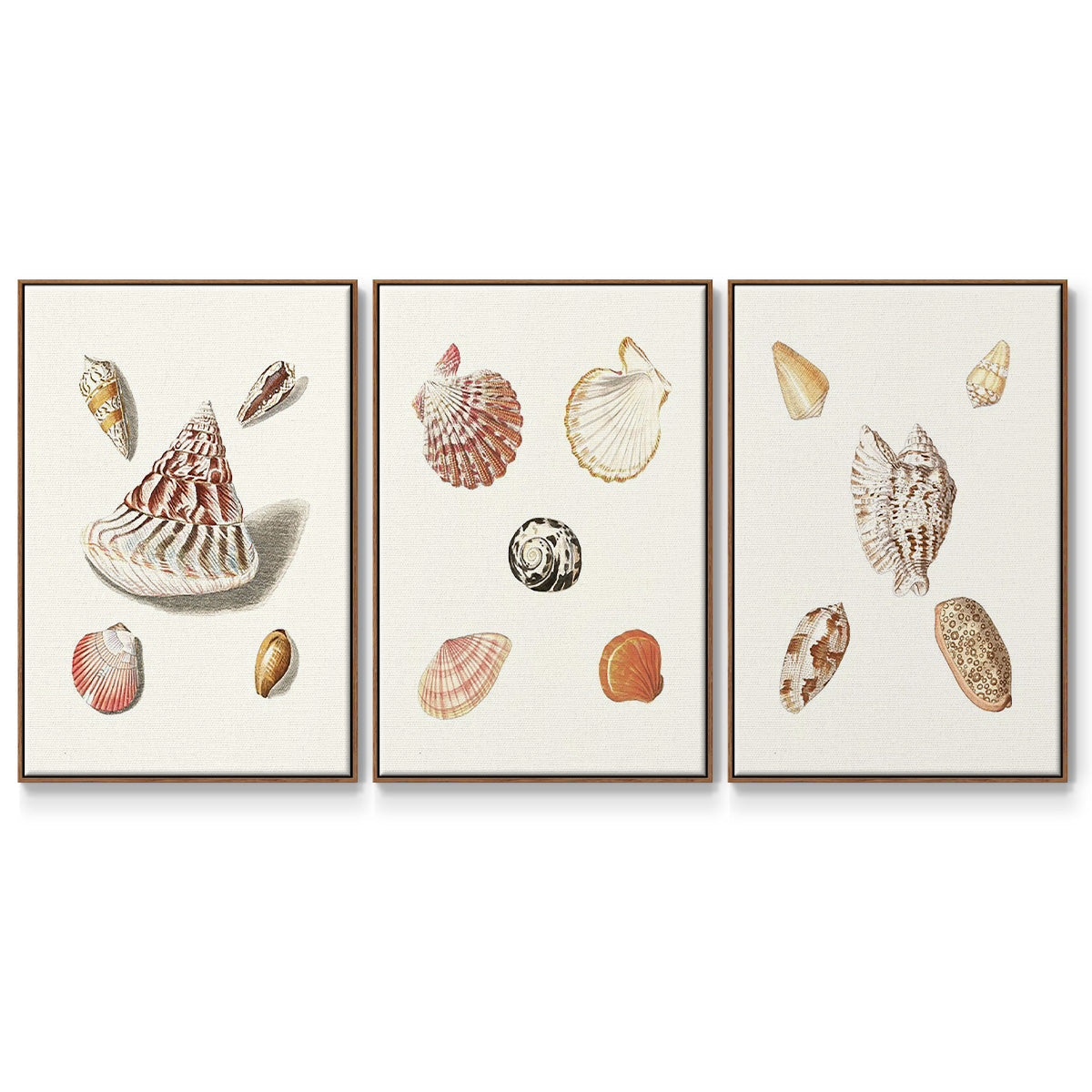 Pastel Knorr Shells VI - Framed Premium Gallery Wrapped Canvas L Frame 3 Piece Set - Ready to Hang