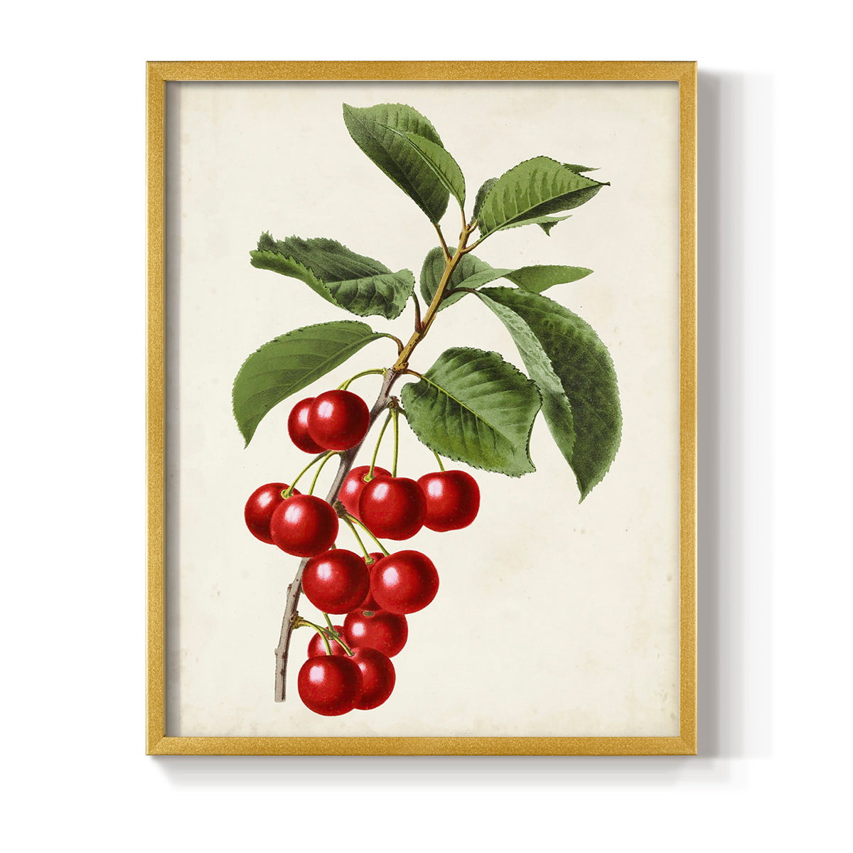 Antique Fruit II - Restickable Framed Art Print