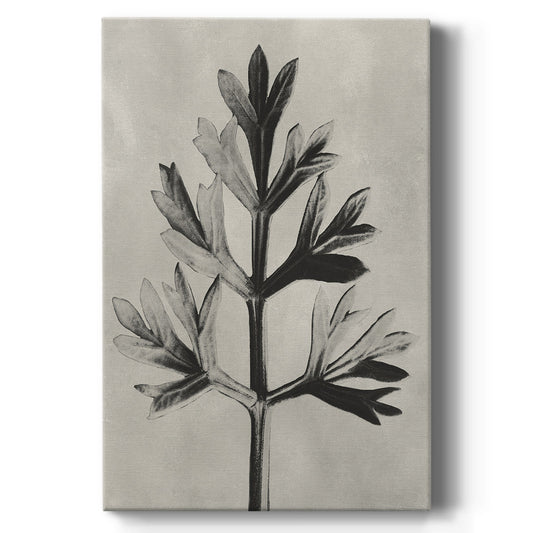 Blossfeldt Botanical I Premium Gallery Wrapped Canvas - Ready to Hang