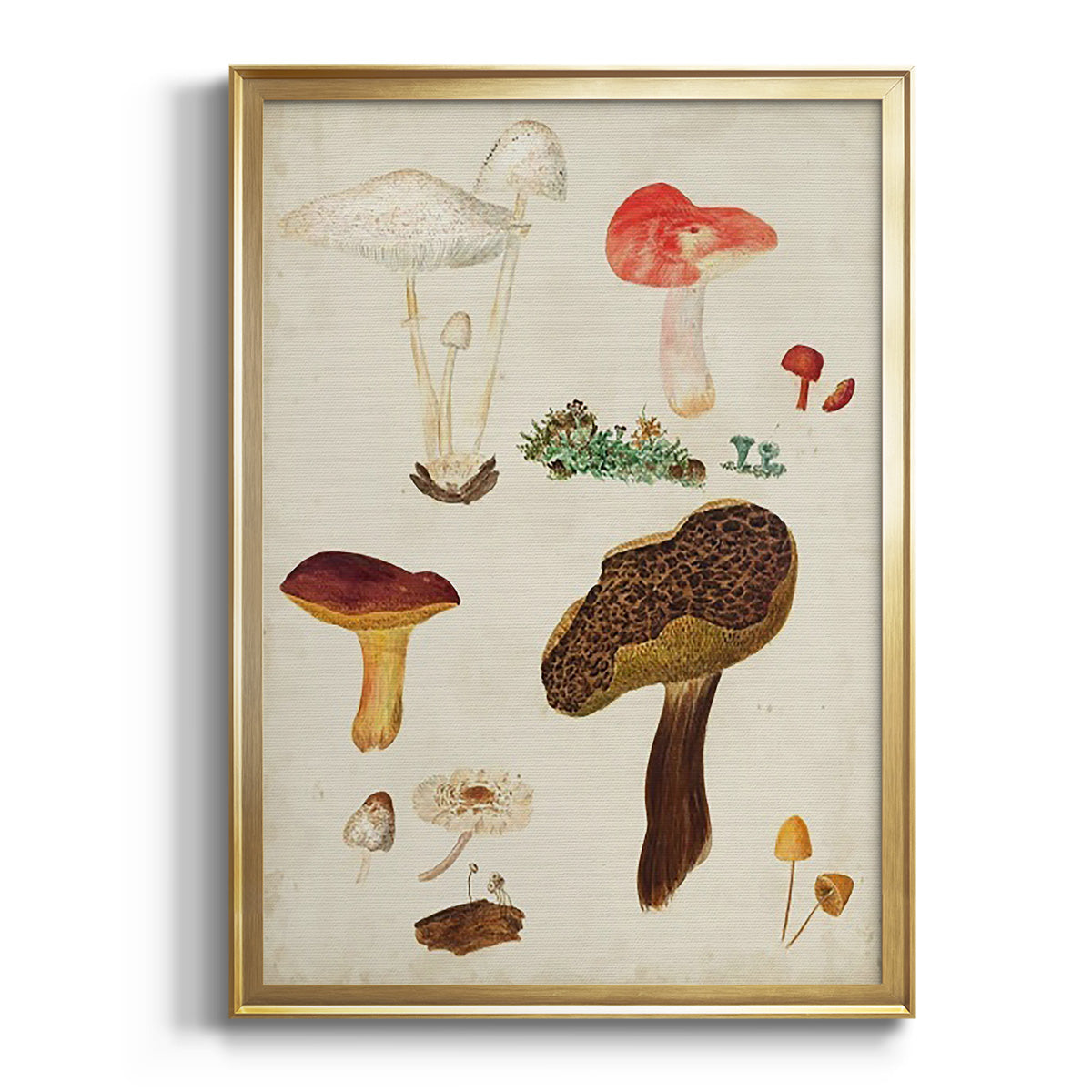 Mushroom Species XI - Modern Framed Canvas Print