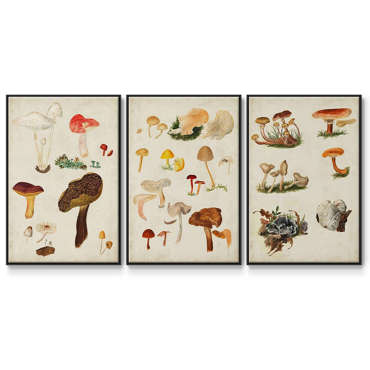 Mushroom Species VI - Framed Premium Gallery Wrapped Canvas L Frame 3 Piece Set - Ready to Hang