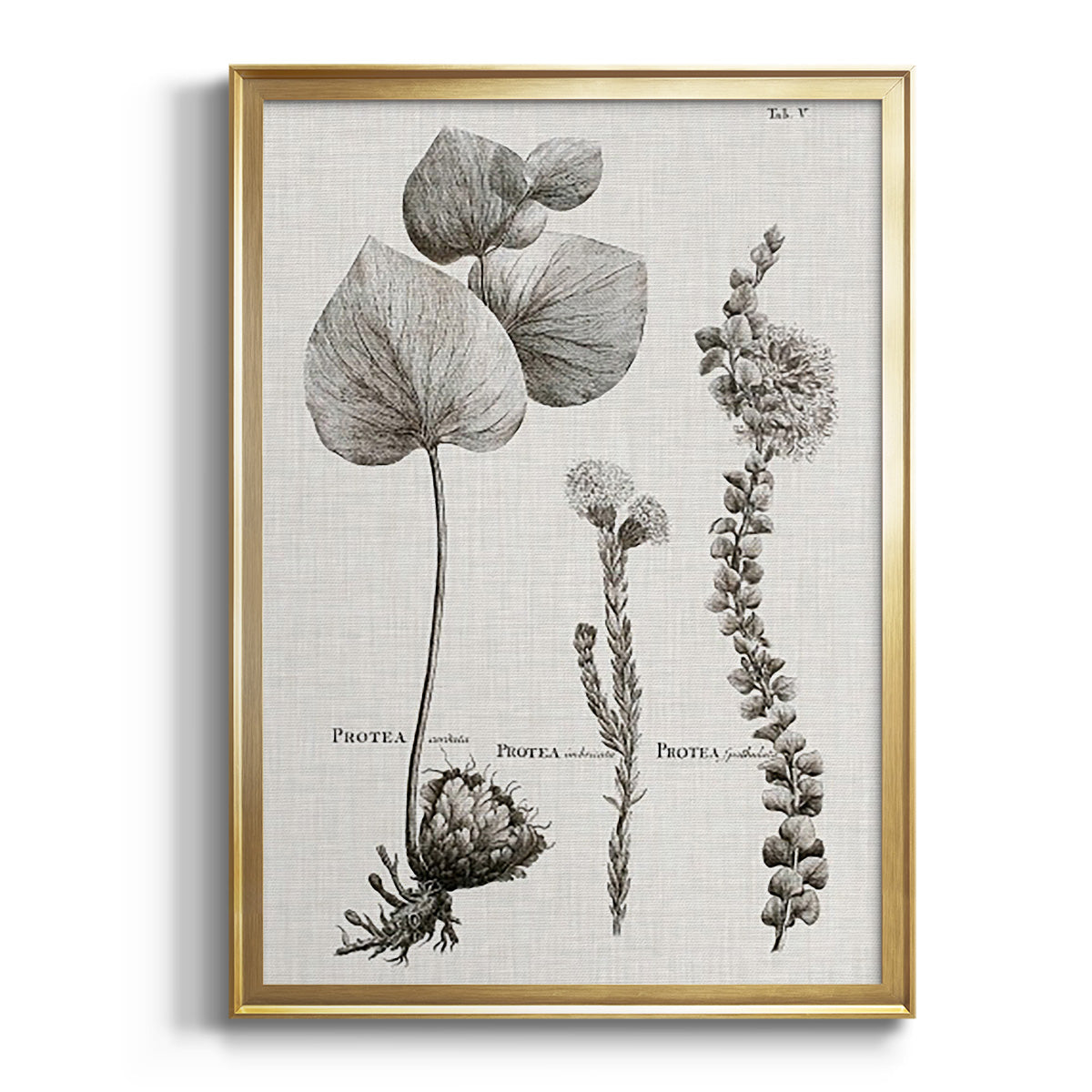 Black & White Protea on Linen II - Modern Framed Canvas Print