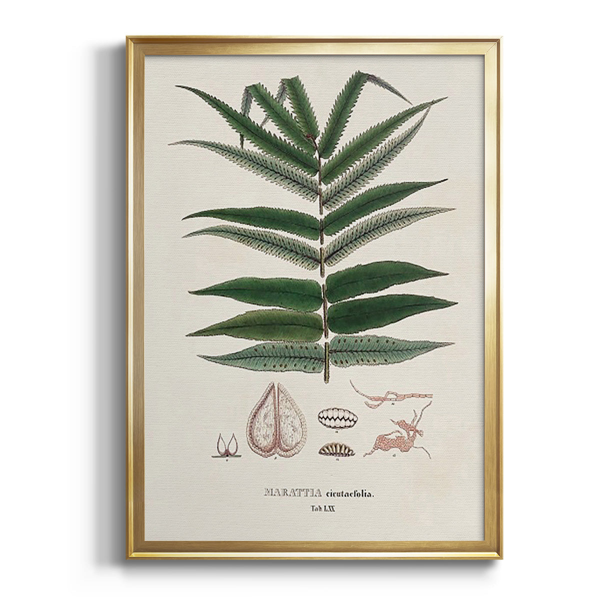 Botanical Society Ferns XII - Modern Framed Canvas Print