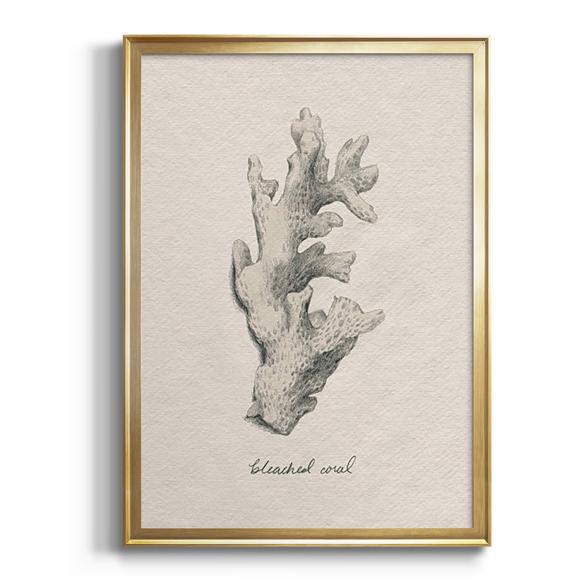 Shore Treasure Study II - Modern Framed Canvas Print