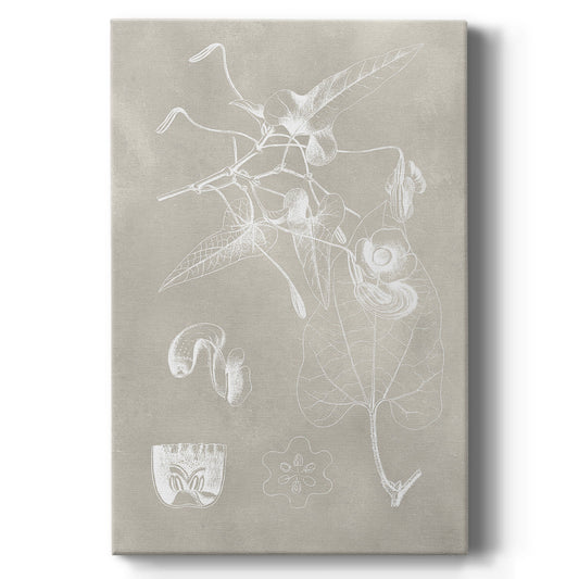 Botanical Schematic I - Canvas Art Print