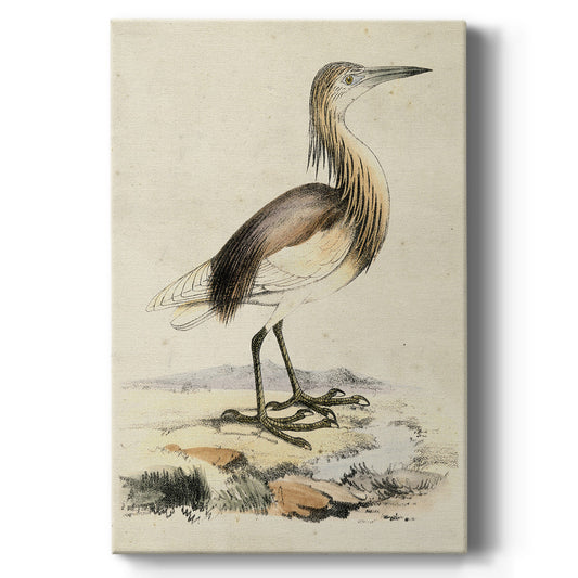 Antique Heron I Premium Gallery Wrapped Canvas - Ready to Hang