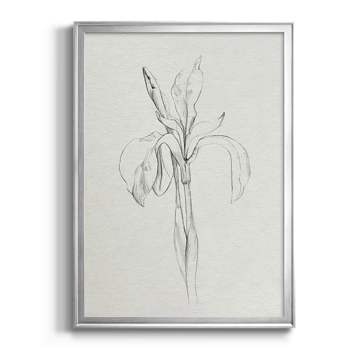 Neutral Iris Sketch II - Modern Framed Canvas Print