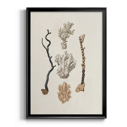 Knorr Shells & Coral V - Modern Framed Canvas Print