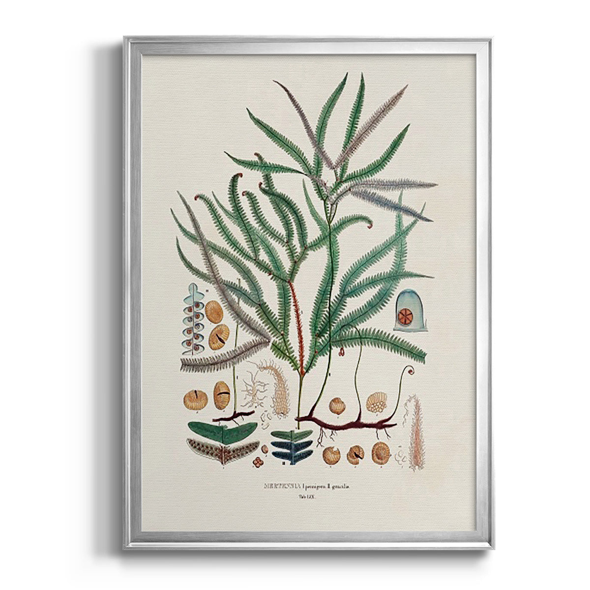 Botanical Society Ferns VII - Modern Framed Canvas Print