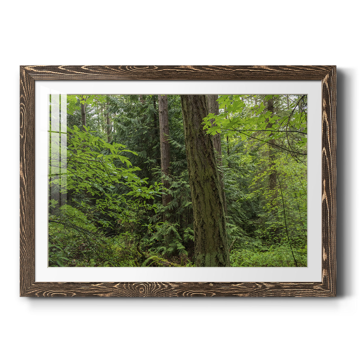 Calm of the Forest - Barnwood Framed Art Print