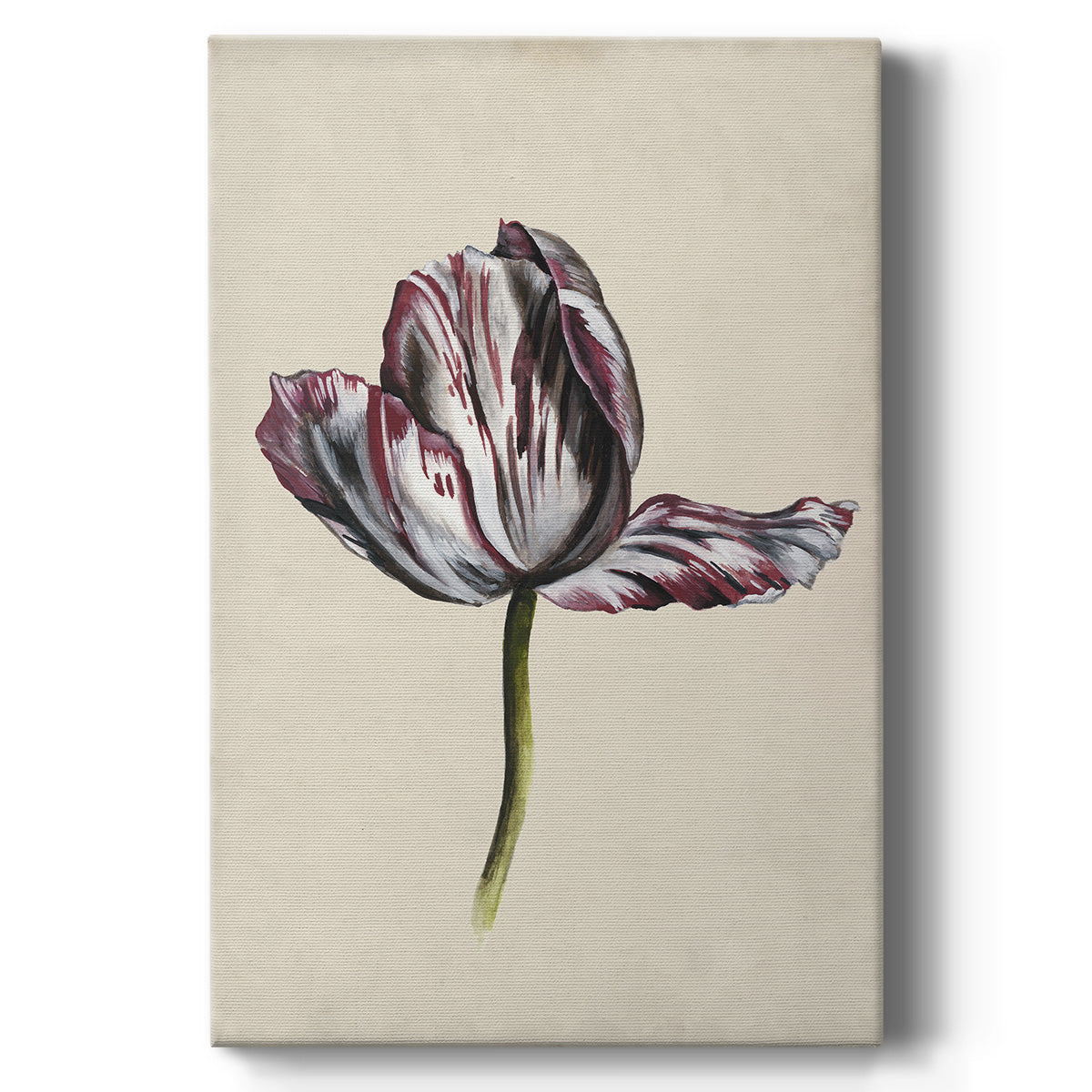 Antique Tulip Study II Premium Gallery Wrapped Canvas - Ready to Hang