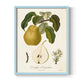 Vintage Pears I - Restickable Framed Art Print