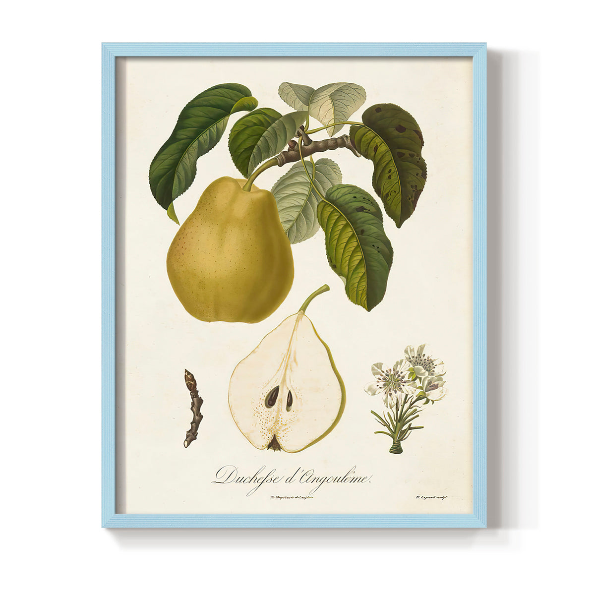 Vintage Pears I - Restickable Framed Art Print
