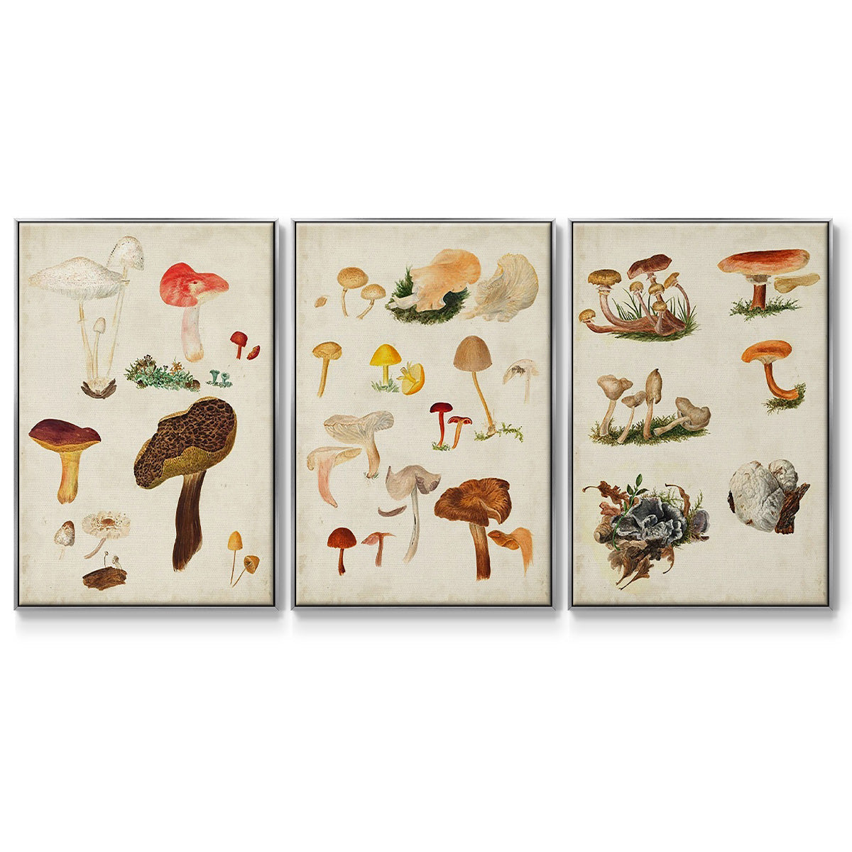 Mushroom Species VI - Framed Premium Gallery Wrapped Canvas L Frame 3 Piece Set - Ready to Hang