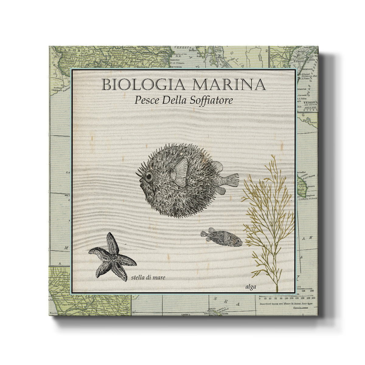 Biologia Marina II-Premium Gallery Wrapped Canvas - Ready to Hang