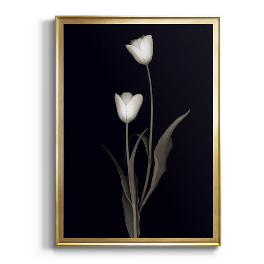 Tulip Pose II - Modern Framed Canvas Print