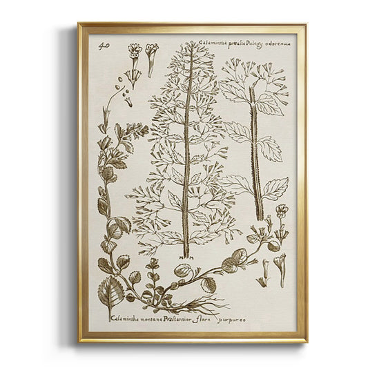 Sepia Botanical Journal V - Modern Framed Canvas Print