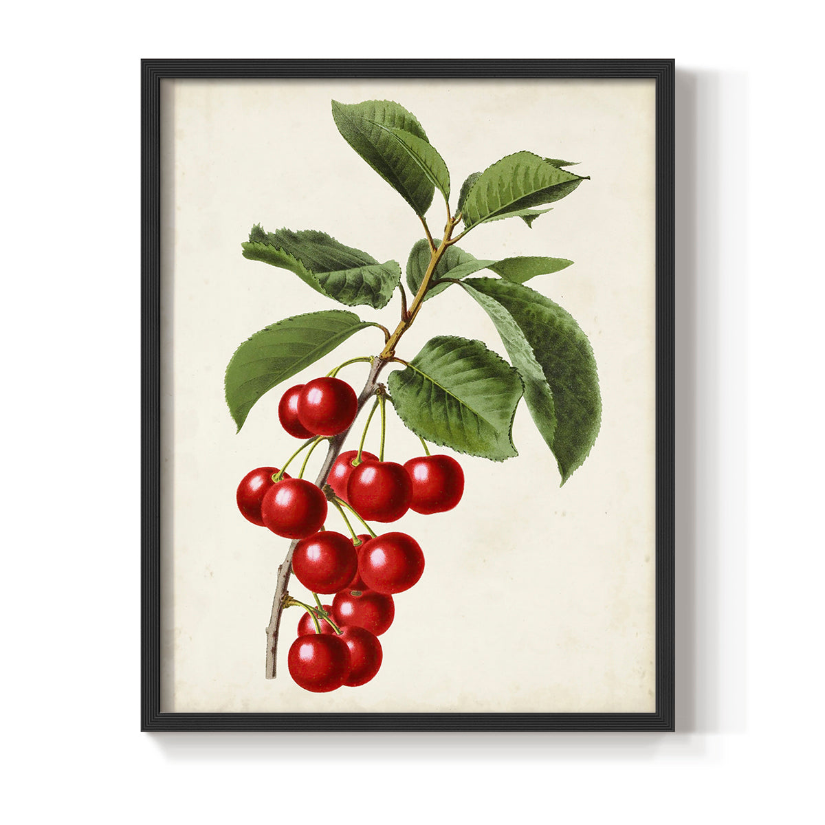 Antique Fruit II - Restickable Framed Art Print