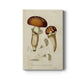 Mushroom Varieties III Premium Gallery Wrapped Canvas - Ready to Hang