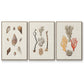 Knorr Shells & Coral IV - Floater Framed Canvas Set