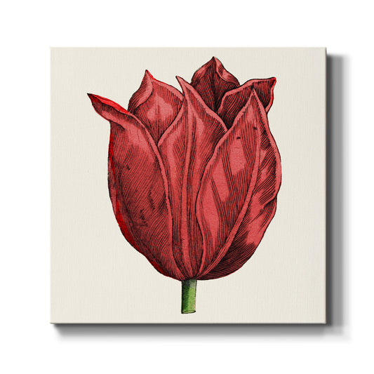 Tulip Garden II - Canvas Art Print