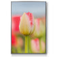 Twotone Tulip -  Framed Canvas Print