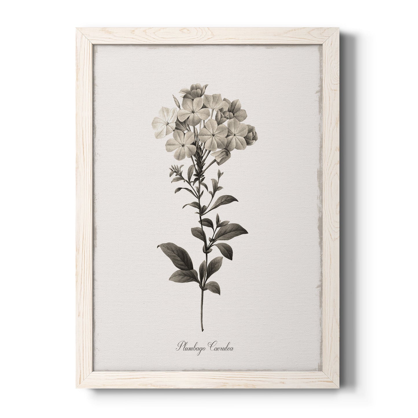 Sketchbook Leadwort - Premium Canvas Framed in Barnwood - Ready to Hang