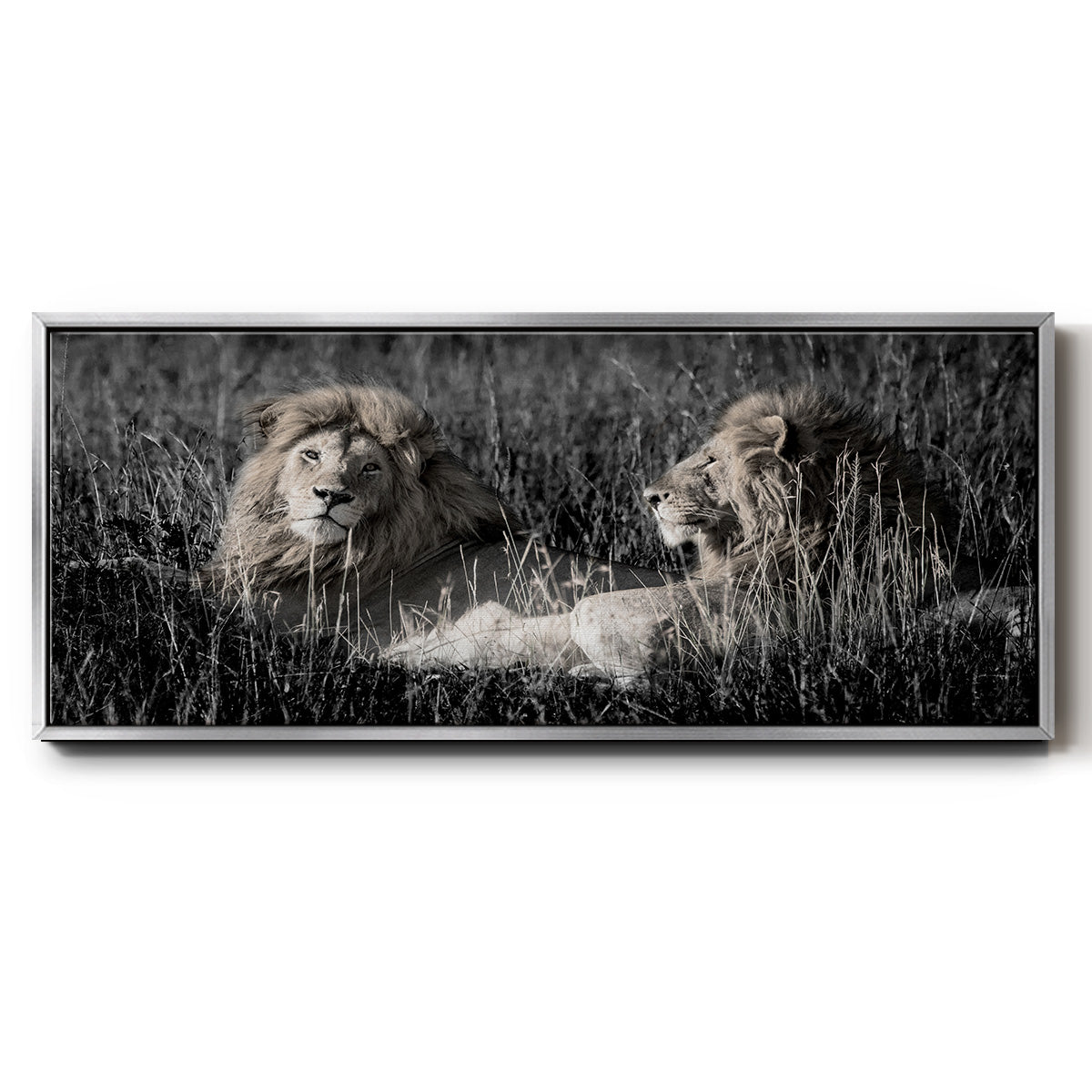 Mara Lions - Floater Framed Canvas Print