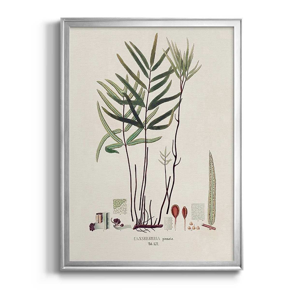 Botanical Society Ferns XI - Modern Framed Canvas Print