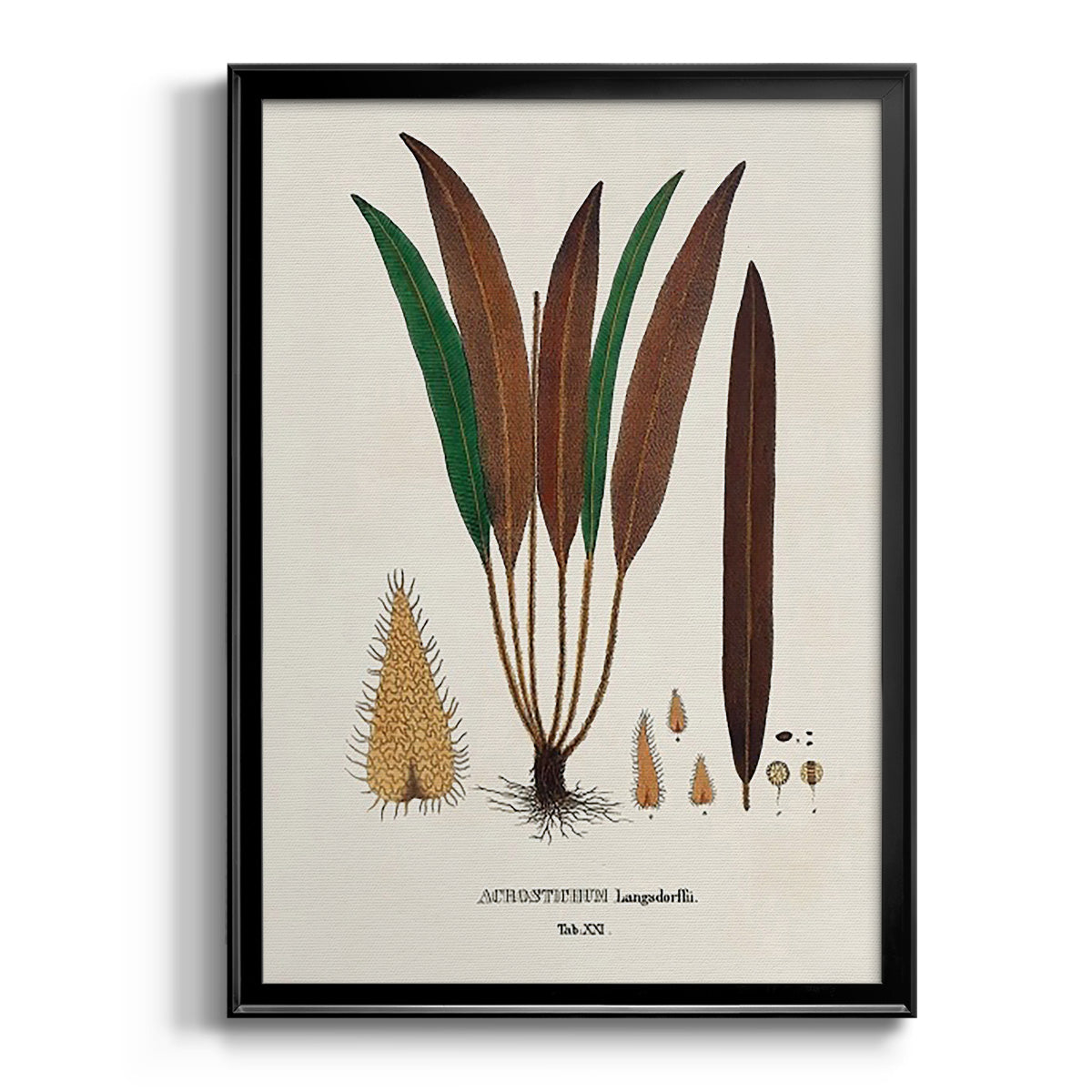 Botanical Society Ferns I - Modern Framed Canvas Print