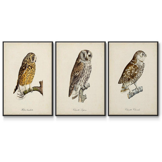 French Owls I - Floater Framed Canvas Set