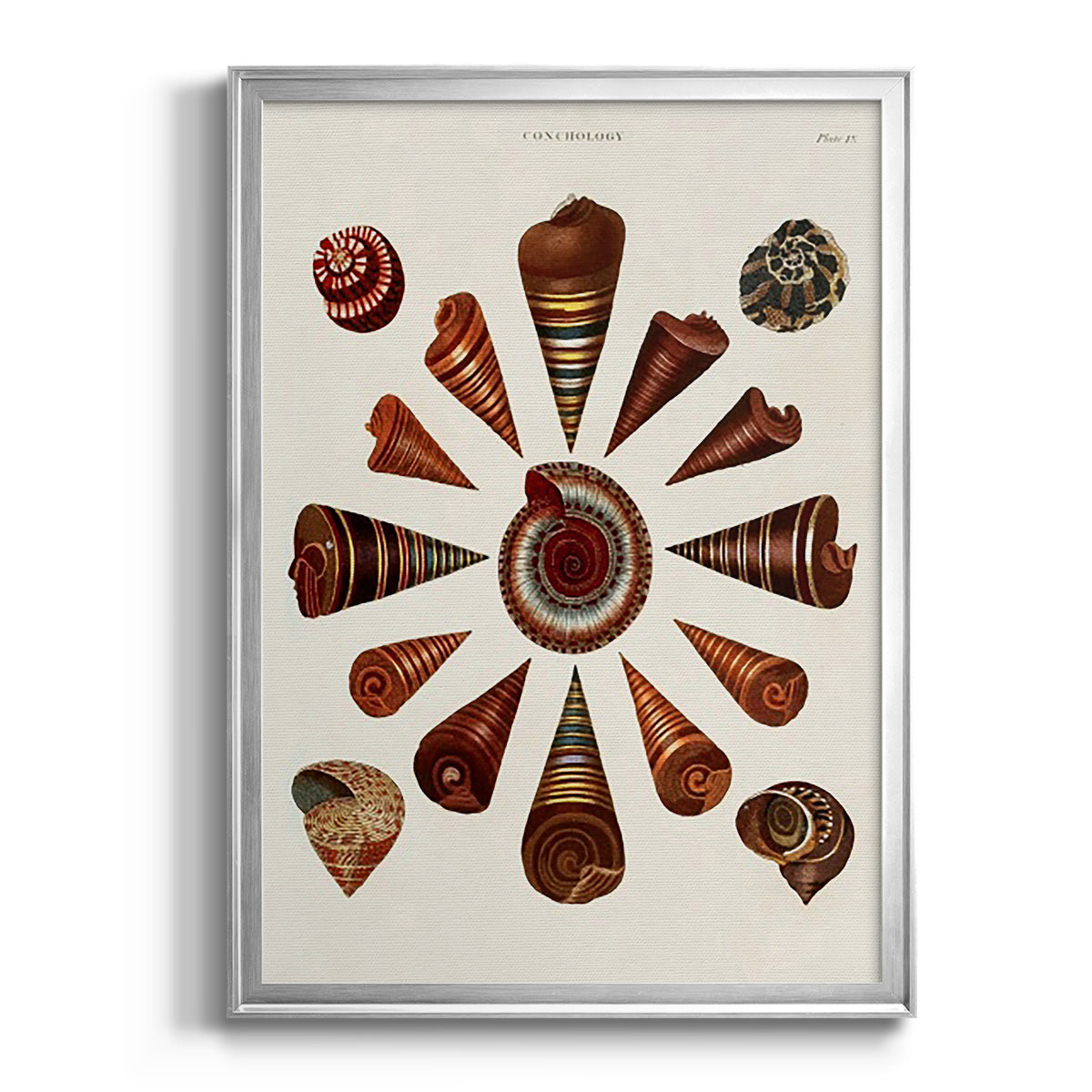 Spiral Shell Formation IV - Modern Framed Canvas Print