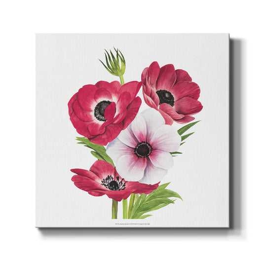 Anemone Blooms II - Canvas Art Print