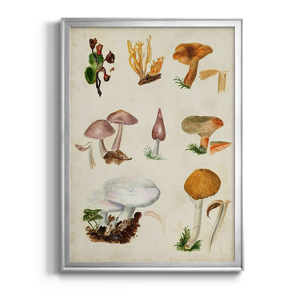 Mushroom Species VI - Modern Framed Canvas Print
