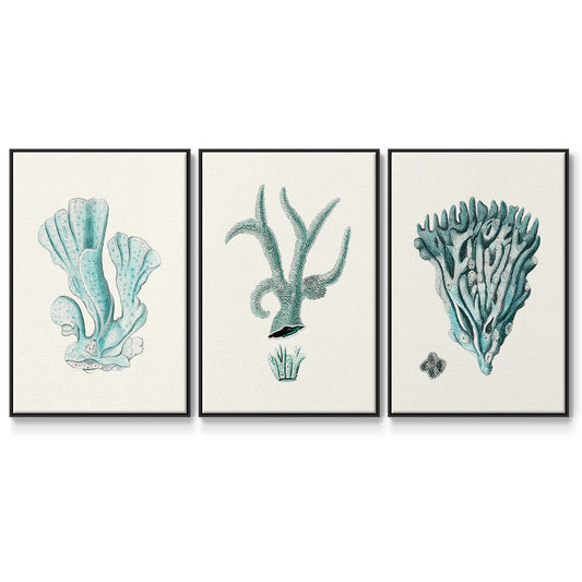 Antique Coastal Coral X - Floater Framed Canvas Set