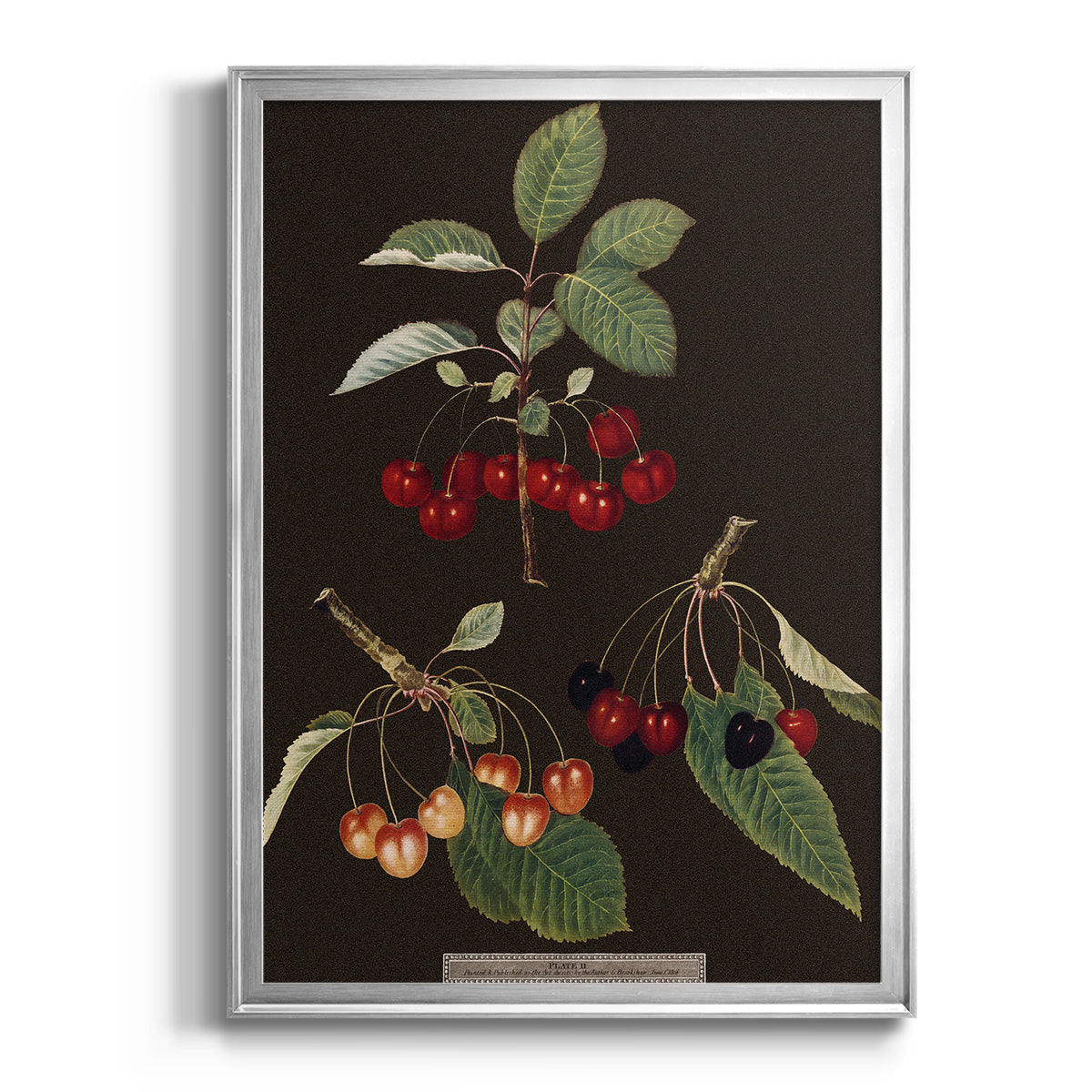 Brookshaw Cherries - Modern Framed Canvas Print