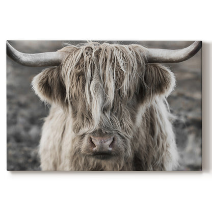 Highland cow with long hair showing expression in moody landscape during early morning light