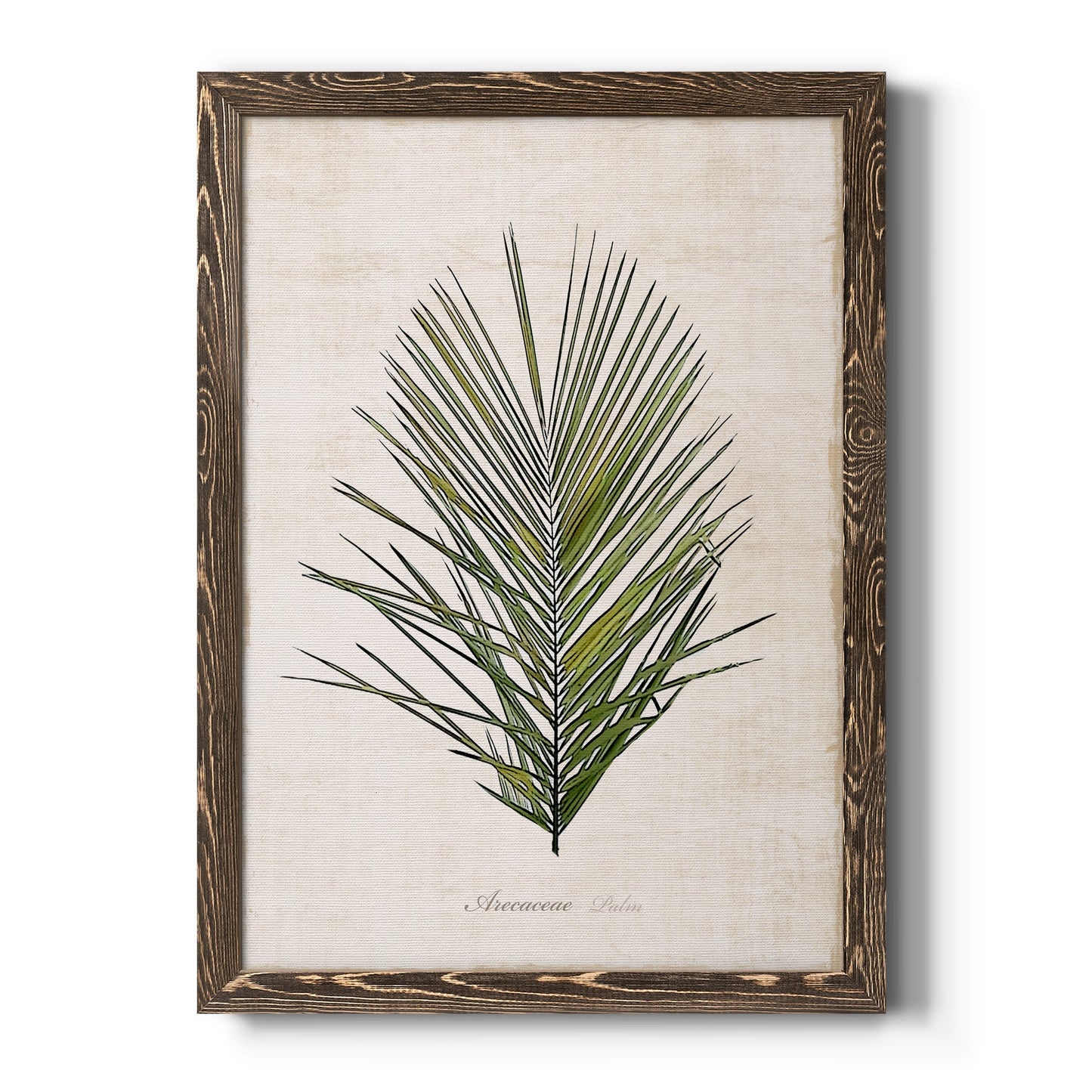 Palm Botanical I - Barnwood Framed Canvas Print