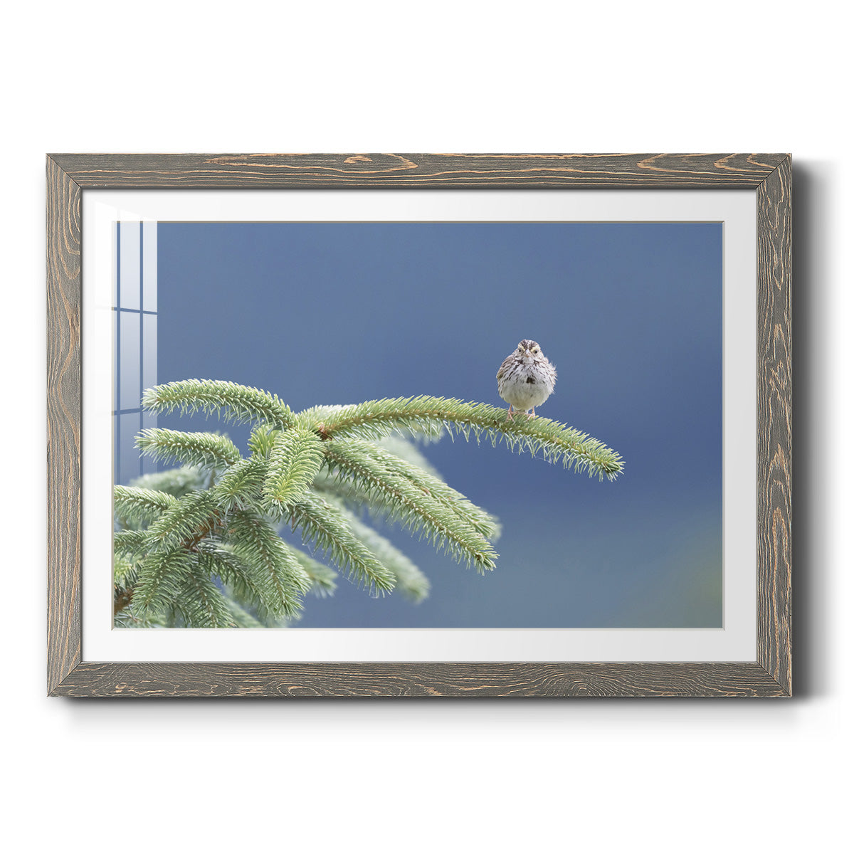 Evergreen Perch - Barnwood Framed Art Print