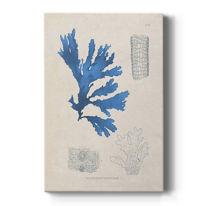 Blue Marine Algae VIII - Canvas Art Print