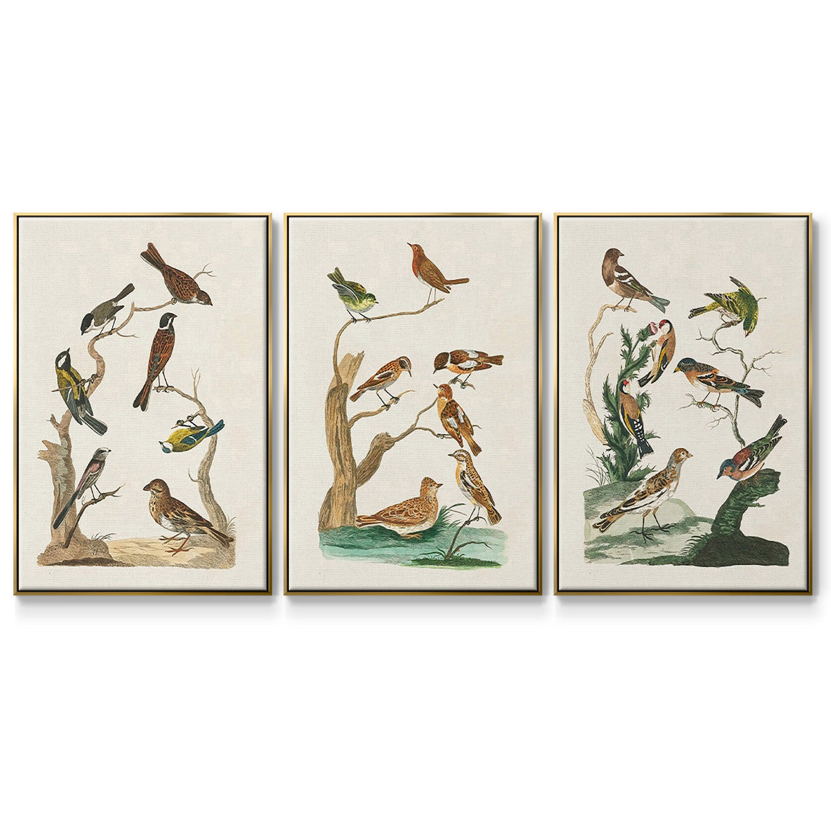 Antique Birds in Nature I - Framed Premium Gallery Wrapped Canvas L Frame 3 Piece Set - Ready to Hang